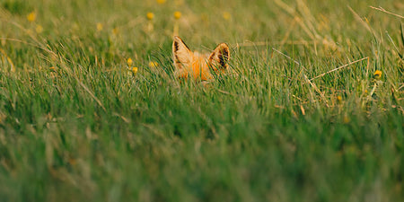Rewild